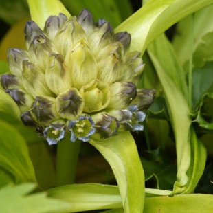 Gentiana crassicaulis